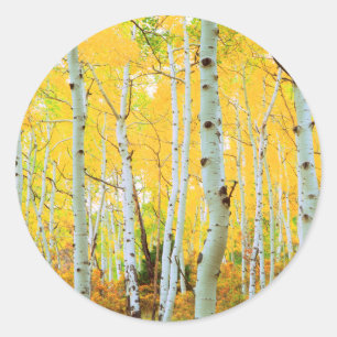 Sticker Rond Couleurs automnales des arbres d'Aspen 1