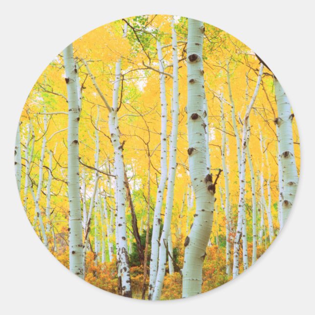 Sticker Rond Couleurs automnales des arbres d'Aspen 1 (Devant)