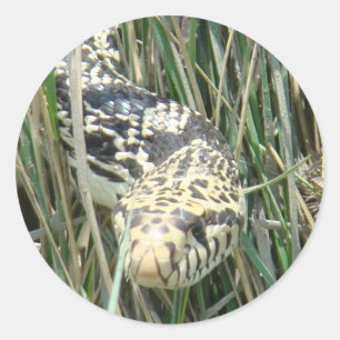 Sticker Rond Couleuvre R4 dans l'herbe