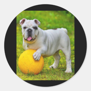 Sticker Rond Coupable cadeau Bulldog Basketball Bulldog Lover