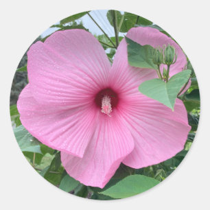 STICKER ROND COUPER - PUISSANCE DE LA ROSE