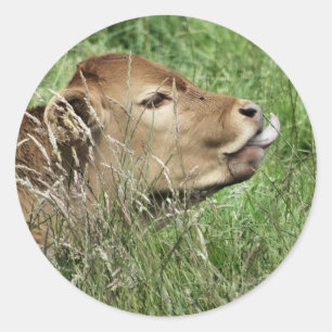Sticker Rond COW Cute