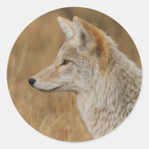 Sticker Rond coyote