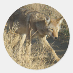Sticker Rond Coyote R14 en marche