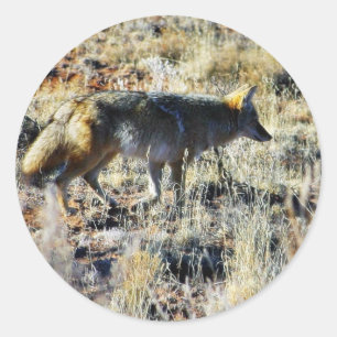 Sticker Rond Coyotes de Fox Anilmal sauvage dans le domaine