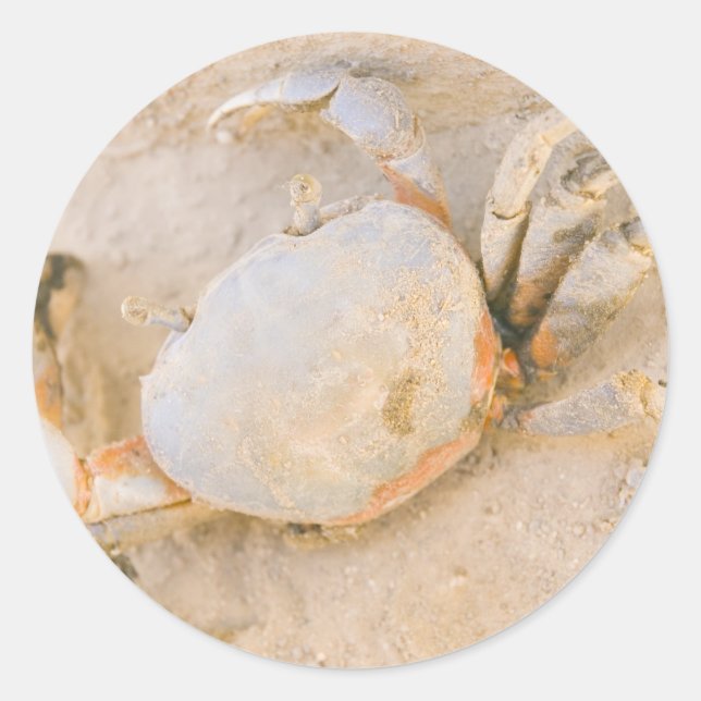 Sticker Rond Crabe (Devant)