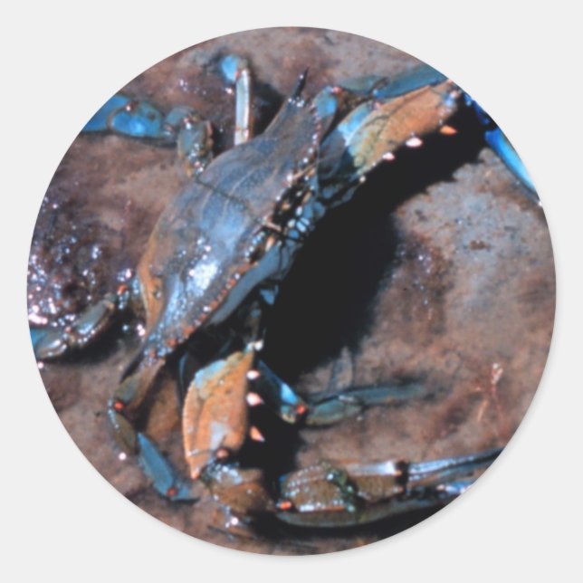Sticker Rond Crabe bleu du Maryland (Devant)