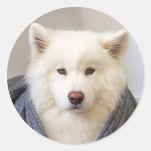 Sticker Rond CRB - Ours douillet