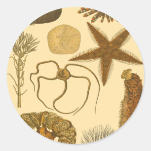 Sticker Rond Créatures sous-marines de mer