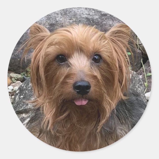 Sticker Rond Créez votre propre chien Photo personnalisée Anima (Devant)