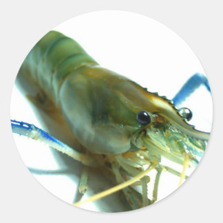 Sticker Rond crevettes