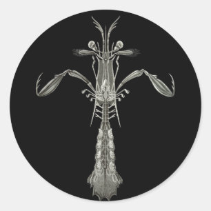 Sticker Rond Crevettes Mantis