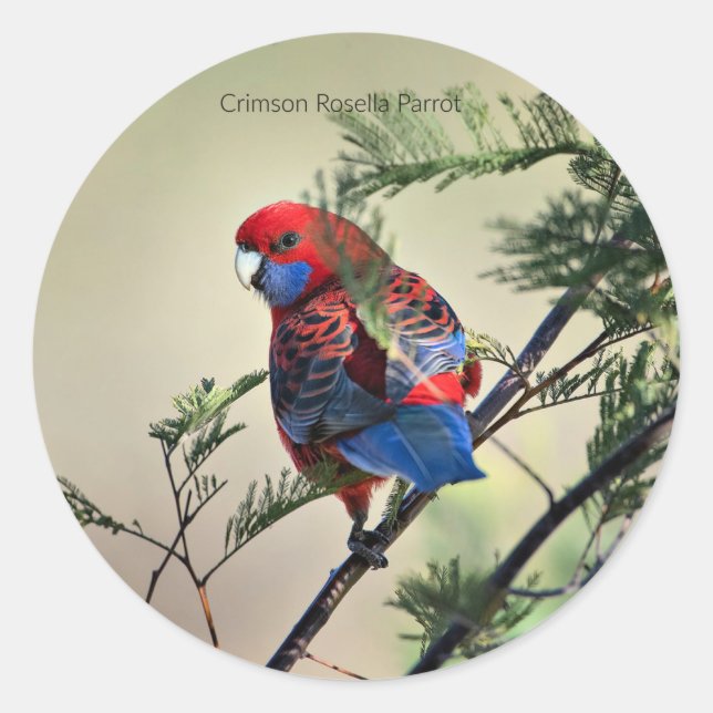 Sticker Rond Crimson Rosella Parrot, (Devant)