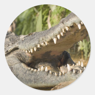 Sticker Rond crocodile