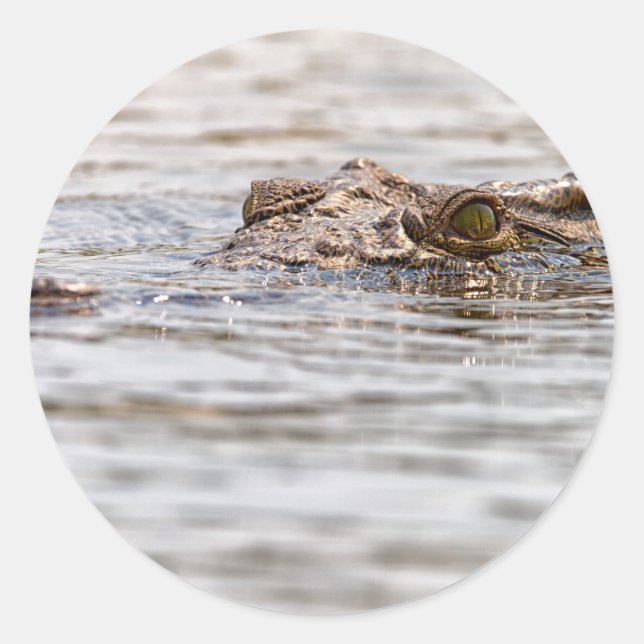 Sticker Rond Crocodile du Nil (Devant)