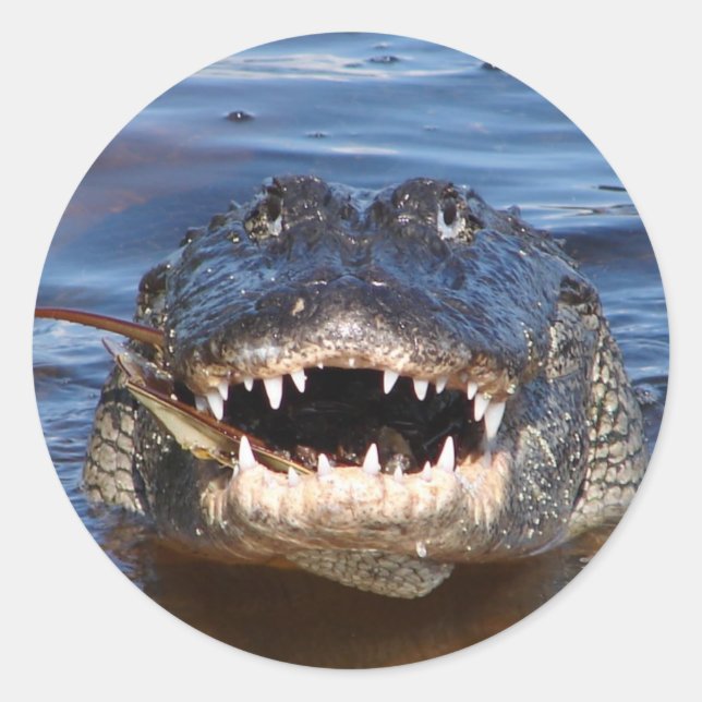Sticker Rond Crocodile souriant (Devant)