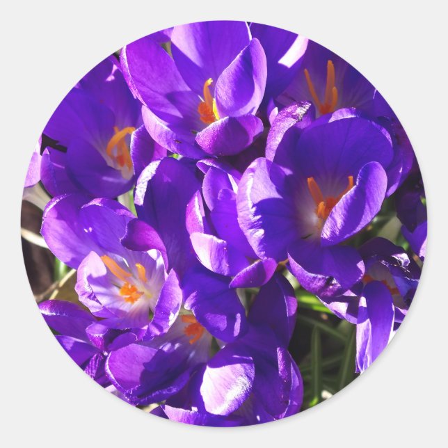 STICKER ROND CROCUS DE PRINTEMPS (Devant)