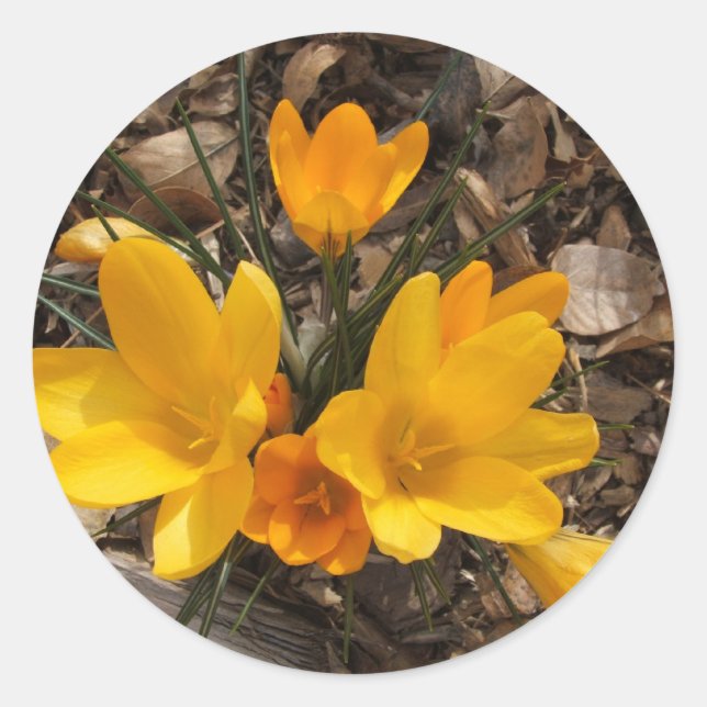 Sticker Rond Crocus jaune (Devant)