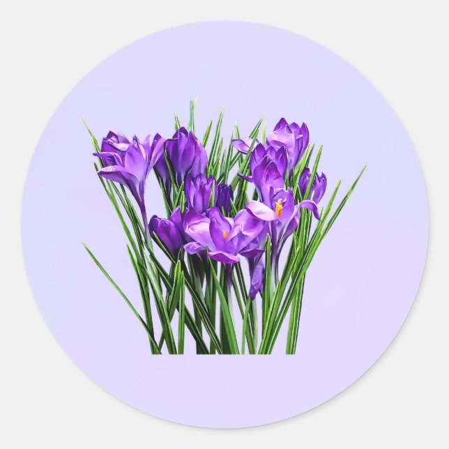 Sticker Rond Crocus pourpres (Devant)