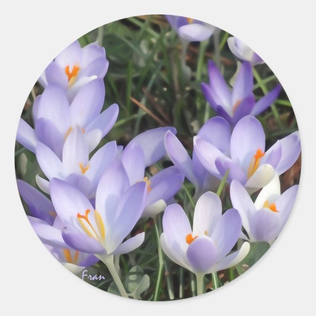 Sticker Rond crocus violets (Devant)