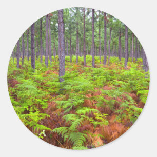 Sticker Rond Croissance du support commun (Pteridium Aquilinum)