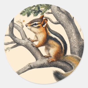 Sticker Rond Croquis vintage de Chipmunk pour les amoureux de l