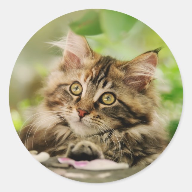 Sticker Rond Cuisine Tabby Maine Cat Kitten Fluffy Head Photo (Devant)