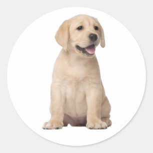 Sticker Rond Cume Labrador Retriever Chien Chien Chien Jaune La