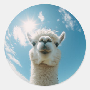 Sticker Rond Curieux Alpaca sous le soleil
