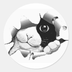 Sticker Rond Curieux petit chat sneaké graphique kitten