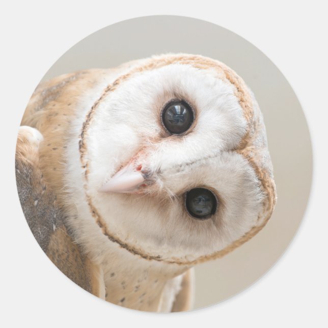 Sticker Rond Cute Barn Owl (Devant)