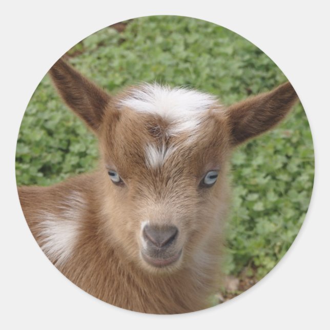 Sticker Rond Cute Bleu Oeil Nain Nigérian Goat Kid (Devant)