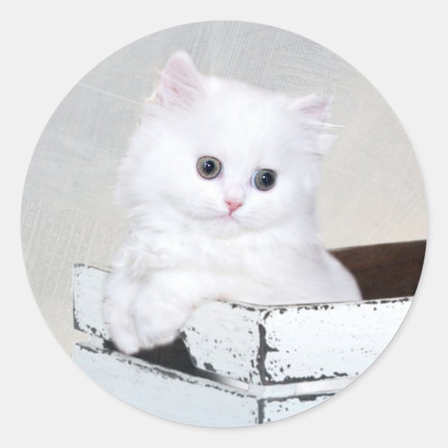 Sticker Rond Cute chaton persan blanc (Devant)
