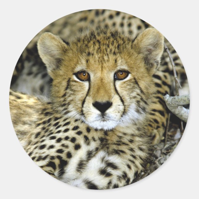 Sticker Rond Cute Cheetah (Devant)