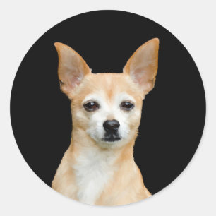 Sticker Rond Cute Chihuahua Chien Tan Black Portrait d'animaux