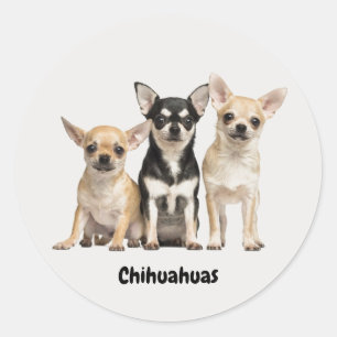 Sticker Rond Cute Chihuahua Pupplies