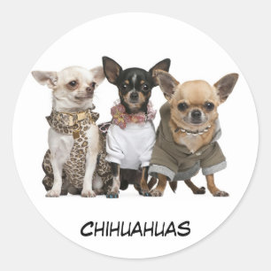 Sticker Rond Cute Chihuahuas