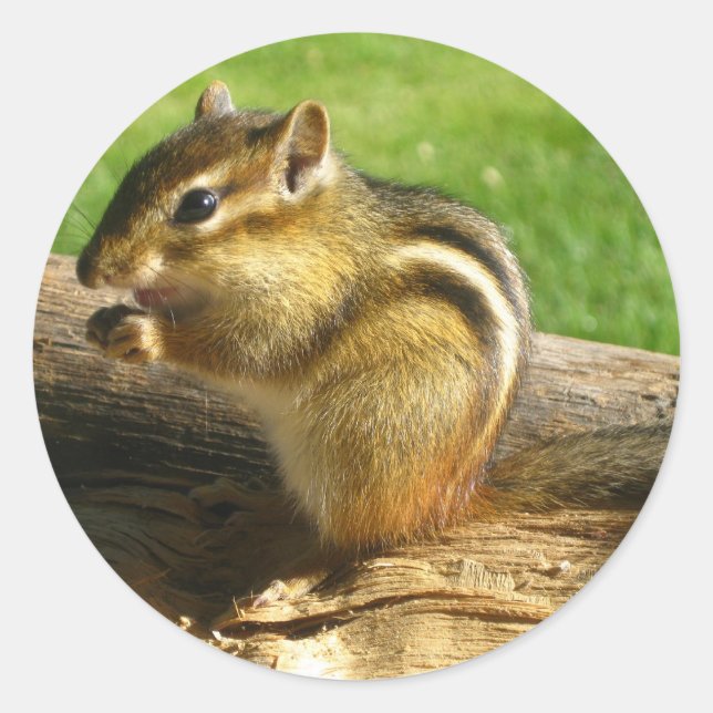 Sticker Rond Cute Chipmunk (Devant)
