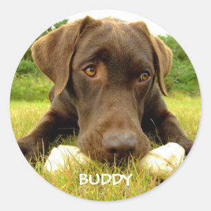 Sticker Rond Cute chocolat Labrador Custom
