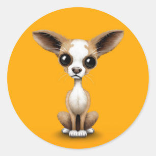 Sticker Rond Cute Curieux Chihuahua avec de grandes oreilles su
