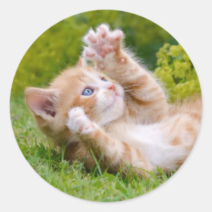 Sticker Rond Cute drôle chaton chaton jouant dans un jardin fle