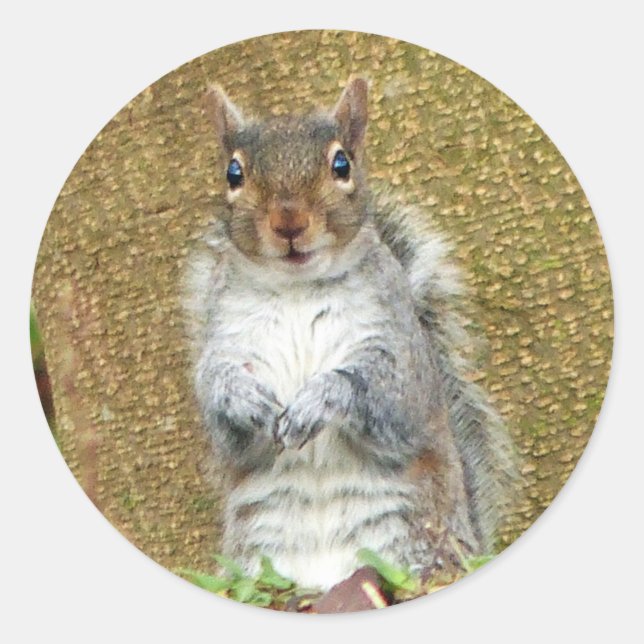 Sticker Rond Cute écureuil (Devant)
