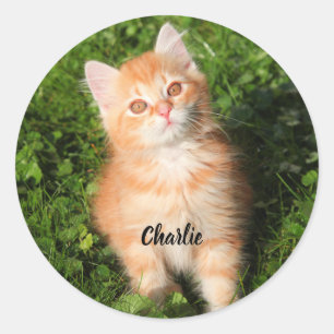 Sticker Rond Cute Fluffé Orange Tabby Chat Kitten