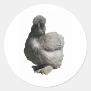Sticker Rond Cute Fluffy Blue Silkie Poulet