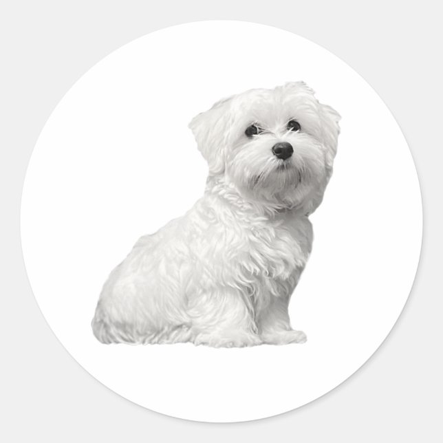 Sticker Rond Cute Fluffy Maltese Lili (Devant)
