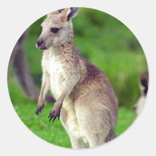 Sticker Rond Cute jeune Kangaroo