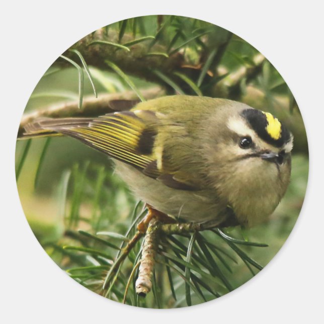 Sticker Rond Cute Kinglet Songbird Causes Stir in the Fir (Devant)