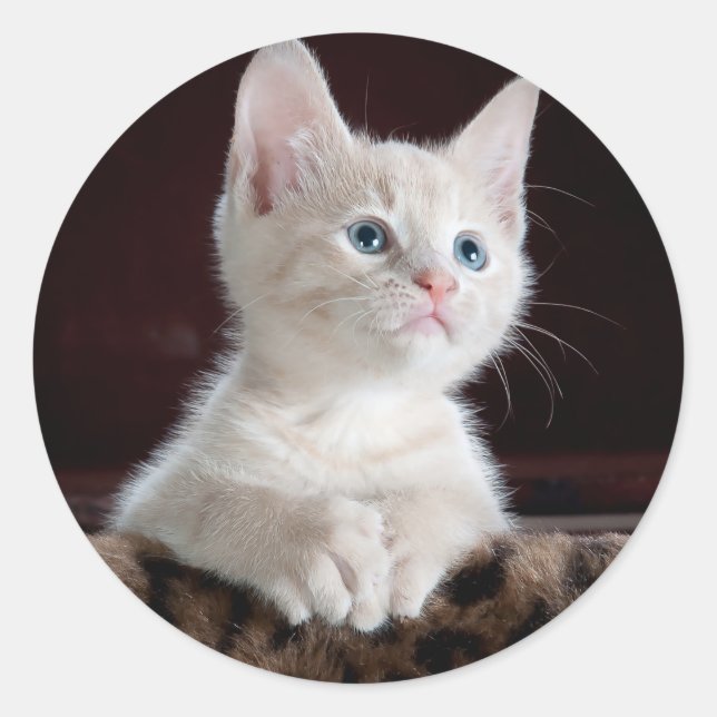 Sticker Rond Cute Kittens (Devant)