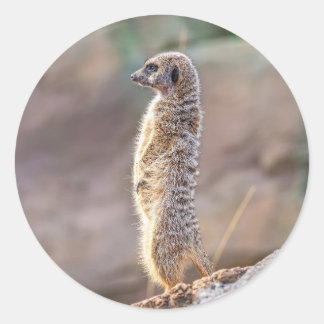 Sticker Rond Cute Little Meercat Animal Nature Wildlife