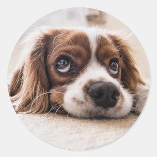 Sticker Rond Cute Little Puppy Dog Pet Animal